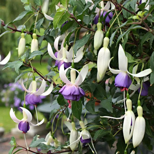 Fuchsia deltas sarah hardy - 3x,