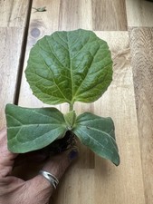 3 x Snake Bottle Gourd (Bash
