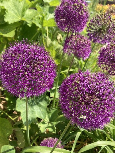Twenty ornamental allium - twenty,