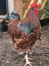 6 X Jubilee Orpington Fresh