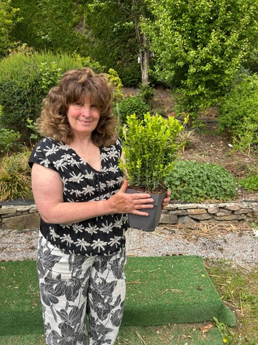Box hedging plant buxus - 1,