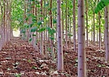 EXTRA CLEAN Paulownia "Hybrid 9503" Seeds, Bluebell Tree, Kiri Tree, NEW 12/24