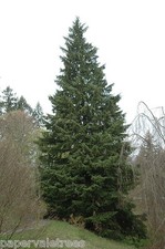 Thuja occidentalis 'Smaragd' /