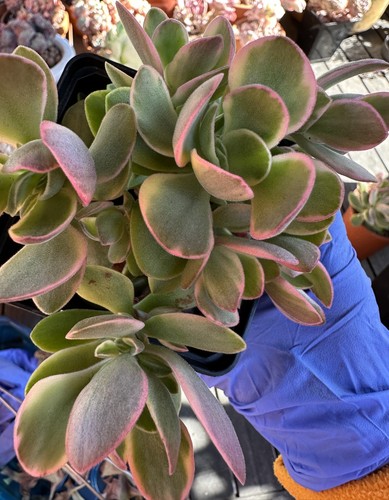 Crassula swaziensis variegata - swaziensis,