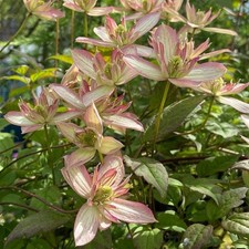 Clematis Montana Marjorie Double Pink Flowers Climber Plant | 9cm Pot!