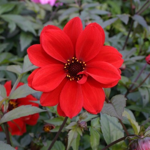 Dahlia bishop of - dahlia, ‘bishop