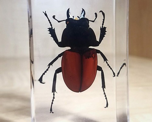 Stag beetle resin insect - in, resin,