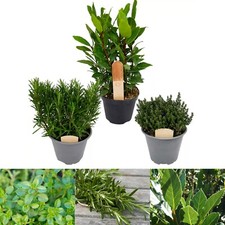 3 x Large Herb Mix in 14cm Pots - Rosemary - Laurel Bay - Thyme - Quality Plants