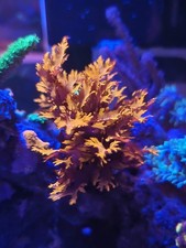 Dragon's Breath Marine Coral