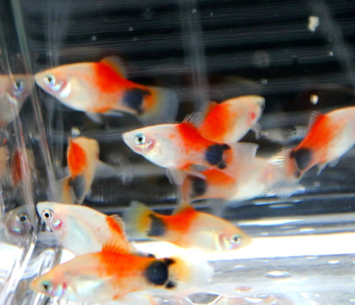 Red micky mouse platy - micky,