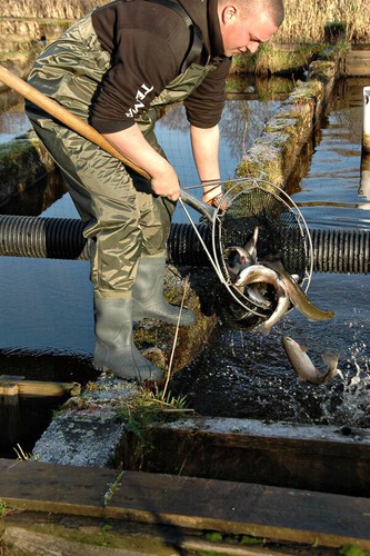 Nylon chest waders sizes - chest,