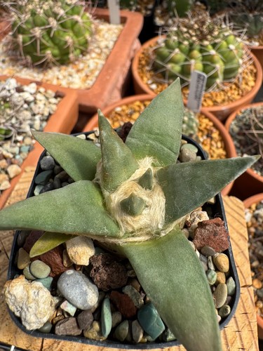 Rare ariocarpus trigonus - ariocarpus,