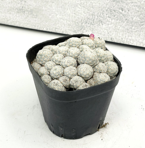 Mammillaria humboldtii - , f