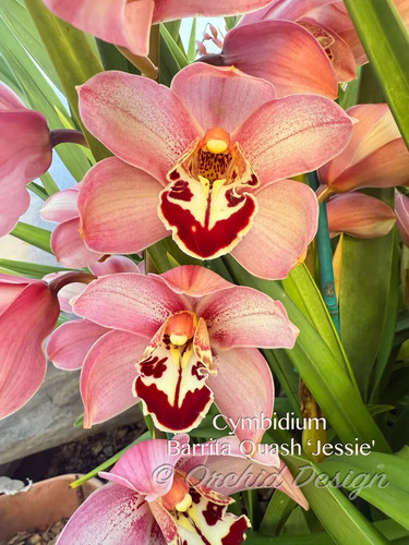Cymbidium barrita quash - cymbidium,