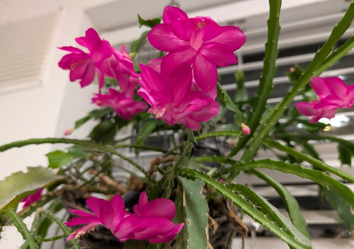 Schlumbergera pink christmas