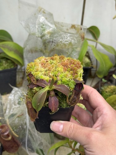 Nepenthes hamata - nepenthes,
