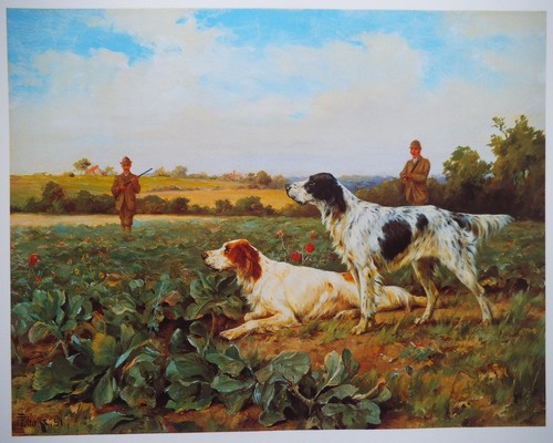 Setter dogs sporting - setter,