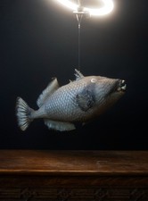 Vintage Decorative Display Fish – Large Nautical Curiosity Wall Art 48cm