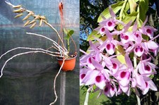 Dendrobium anosmum , (d) orchid, orchid,