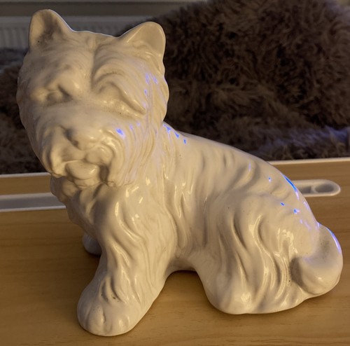 West highland terrier - highland, dog