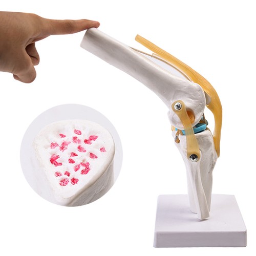 Life size knee - size, 1:1