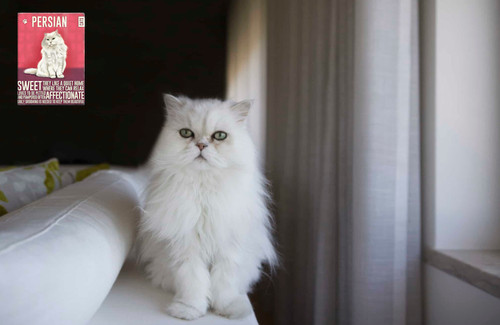 White persian cat - persian, cute
