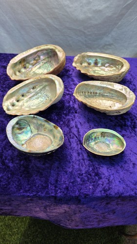 Collection abalone - of, 6