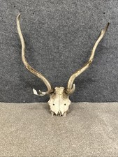 Fallow Buck Deer Skull