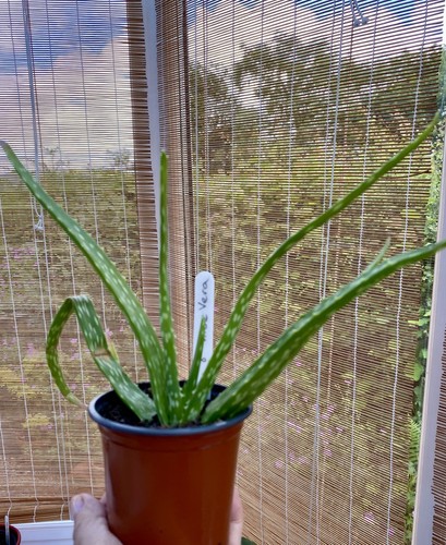 Aloe vera plant easy - aloe,