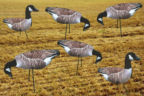 Canada geese photo real - geese,