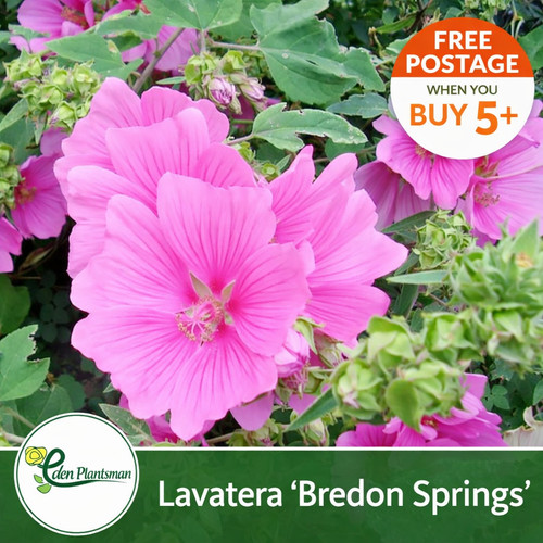 Lavatera bredon - lavatera,