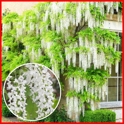 Rare white fragrant flowering - white,