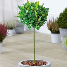 Standard kitchen bay leaf tree - leaf,
