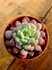 Graptoveria Black Racoon