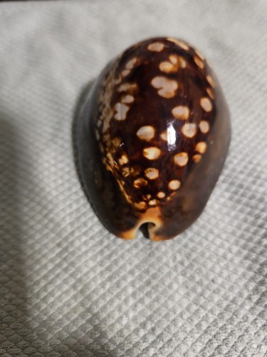 Cypraea mauritiana 8cm 6cm - mauritiana, 8cm×6cm
