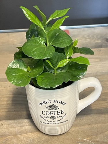 Coffee plant decorative - ⸻coffee,