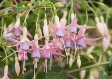 Hardy Fuchsia grayrigg 9cm Pot Outdoor grown Ready for Planting