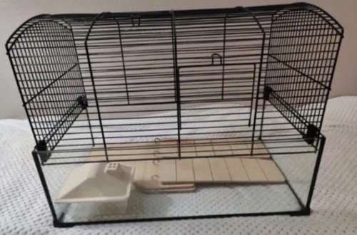Gerbil dwarf syrian - &,
