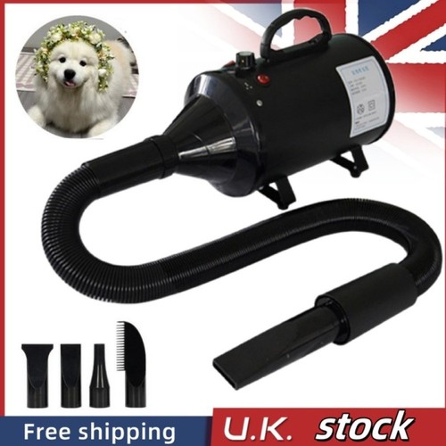 Professional pet dog - professional,