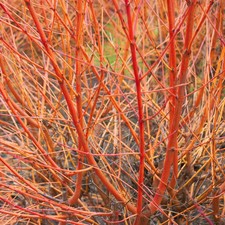 Cornus Winter Stems Collection