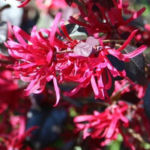 Loropetalum chinese witch - loropetalum,