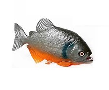 Piranha Fish Marine Animal