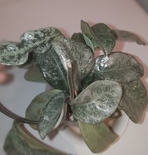 Hoya Grey Ghost Carnosa Fresh