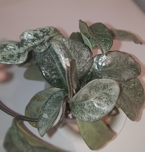 Hoya grey ghost carnosa - grey, fresh