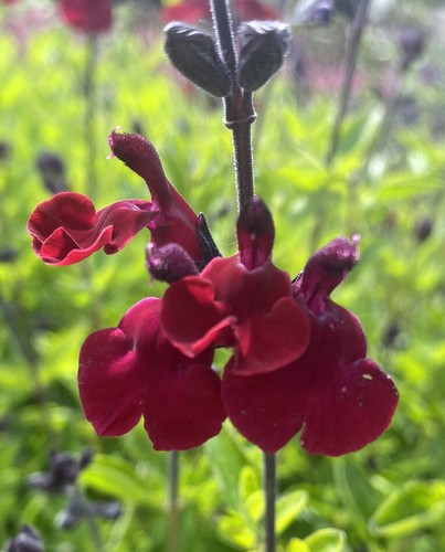Salvia royal velour plug - 3x,