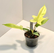 🌿 Philodendron Florida Ghost Mint #31