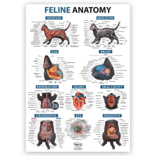 Large feline anatomy poster - a1,