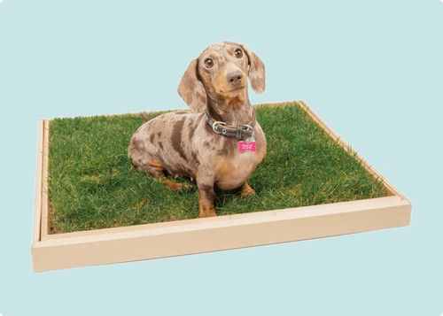 Real grass dog toilet with - real,
