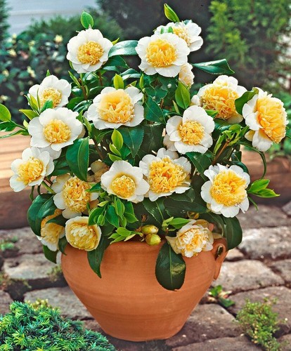 Camellia brushfield yellow - yellow,