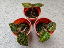 Macodes petola jewel orchid FS